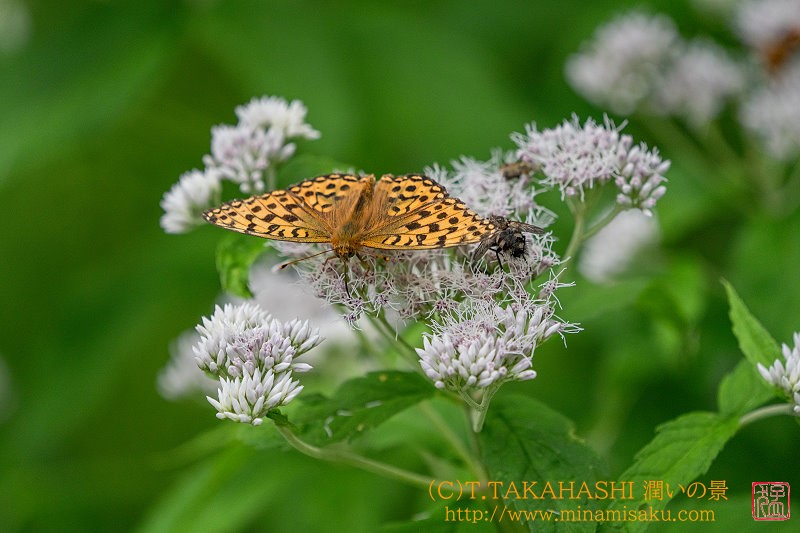 ../Images/7R240713 (755).jpg